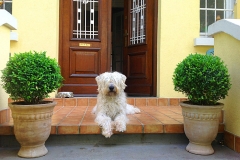Ferienwohnung Villa Anica Rijeka - Kostenloser Aufenthalt für Haustiere
