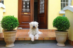 Apartment Villa Anica Rijeka - Free stay for pets