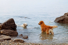 Ferienwohnung Villa Anica Rijeka - Hundestrand