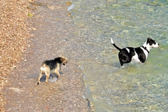 Appartamento Villa Anica Rijeka - Spiaggia per cani a Pećine